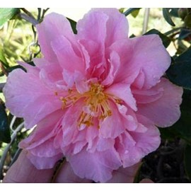 Egao Corkscrew Camellia - 3 gal -Evergreen Shrub - Ruffled Pink Blooms - Contorted Twisting Branches - Zones 7-9 - Camellia x vernalis 'Egao Corkscrew' - 3 Gallon Pot
