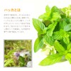 Japanese Peppermint Oil, 6.8 fl oz (200 ml) with Dropper