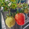 300+ PCS Giant Garden Strawberry Strawberry Sweet and Delicious Fruit