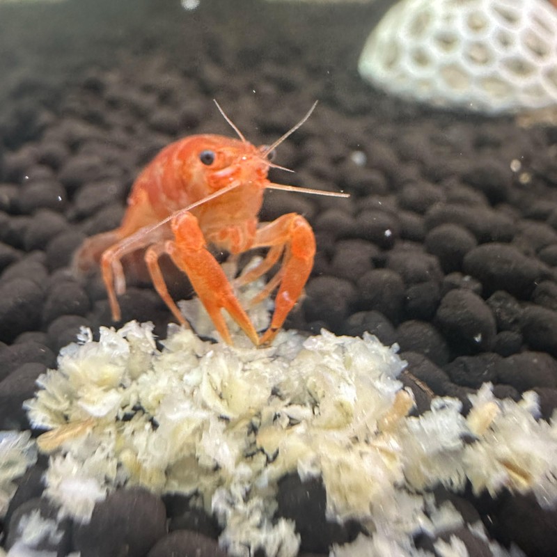 CTWPets Sinking Shrimp Snow Flake Food Pellets (3oz)