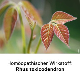 DHU Rhus Toxicodendron D6 for Rheumatic Pain - Tasteless, Pack of 80 Tablets