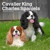 Cavalier King Charles Spaniels | 2025 12 x 24 Inch
