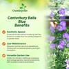 Outsidepride Medium Blue Canterbury Bells Flower Seeds - 5000 Pcs