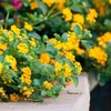 Lantana New Gold I 30 Live Plants I Verbenaceae Camara