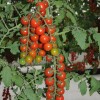 Nygardenia 200pcs Waterfall Tomato Seeds - Heirloom, Non-GMO, High-Yield Variety.