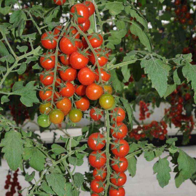 Nygardenia 200pcs Waterfall Tomato Seeds - Heirloom, Non-GMO, High-Yield Variety.