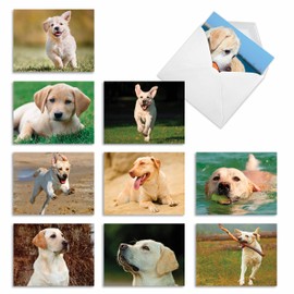 Lovable Labs - 10 Boxed All Occasion Note Cards with Envelopes (4" x 5-1/8") - Labrador Retriever Assorted Blank Greeting Cards - Yellow Lab Dog, Puppy, Animal Notecard Stationery #AM6325OCB-B1x10