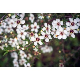 New Zealand Tea Plant | 1 Extra Large Trade 3 Gallon Plant | Leptospermum scoparium | Evergreen Shrub | Low Maintenance