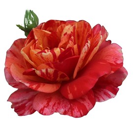 Heirloom Roses Floribunda Rose Plant - Frida Kahlo™ Rose Bush, Floribunda Live Red and Gold Plant for Planting Outdoors