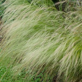 Needlegrass Ornamental Grass Seeds - Green - Nassella viridula (1000 Seeds)
