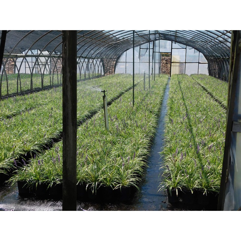 Liriope Grass, 1g, Green/Purple