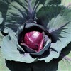Red Rock Cabbage Seeds - 100 Count Seed Pack -