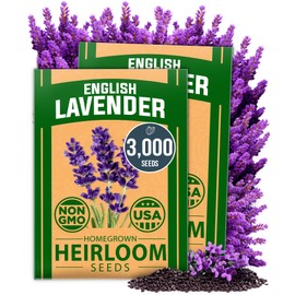 HOME GROWN 𝗨𝗦𝗔 𝗣𝗥𝗘𝗠𝗜𝗨𝗠 English Lavender Seeds 2 Pack 3000 𝗡𝗢𝗡-𝗚𝗠𝗢 Wildflower Seed, for Planting Indoor Outdoor High Germination Flower Seeds (Lavandula antustifolia)