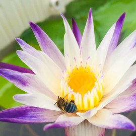 Mainam Purple Nymphaea Purple Joy Live Aquarium Plant Tropical Water Lilies Tuber for Freshwater Fish Pond Balcony
