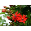Buy Rare Seeds Passiflora manicata | Red Passion Flower| 10_Seeds
