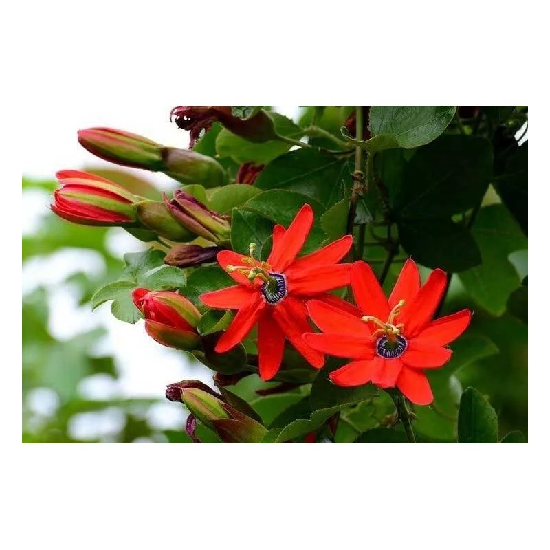 Buy Rare Seeds Passiflora manicata | Red Passion Flower| 10_Seeds