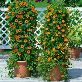 1oz Black Eyed Susan Vine Seeds Thunbergia Alata Flower (Approx 1000 Seeds) (These are NOT Plants - Read!!!!)