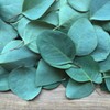 JENNY JOY'S HANDMADE SOAP Pinon Pine Salve with Eucalyptus &