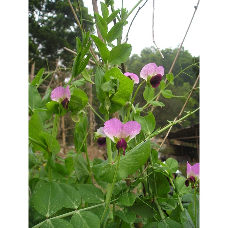 Dundale Field Pea Seeds by Eretz - Willamette Valley, Oregon