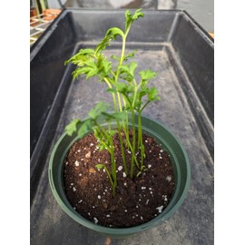 Yellow Ranunculus Bulbs (6 Bulbs) Exquisite Cute Flowers Bonsai Continuous Blooming Decorate Garden Balcony High Ornamental Value