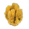 Croll & Denecke Natural sponge, natural, approx. 16-18 cm