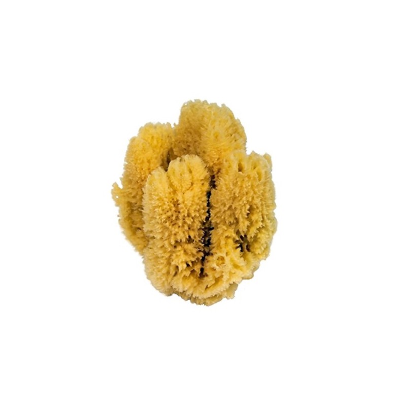 Croll & Denecke Natural sponge, natural, approx. 16-18 cm