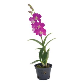 American Plant Exchange Live Dendrobium Orchid Plant with Colorful Flowers, Plant Pot for Home and Garden Decor, 4" Pot