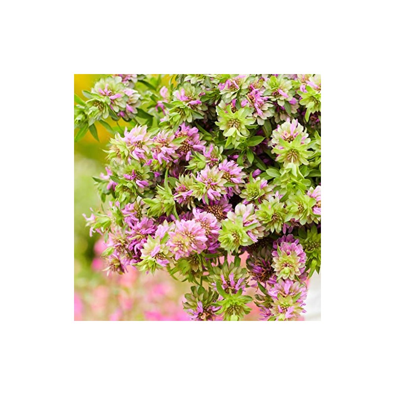 Eden Brothers Lemon Mint Seeds