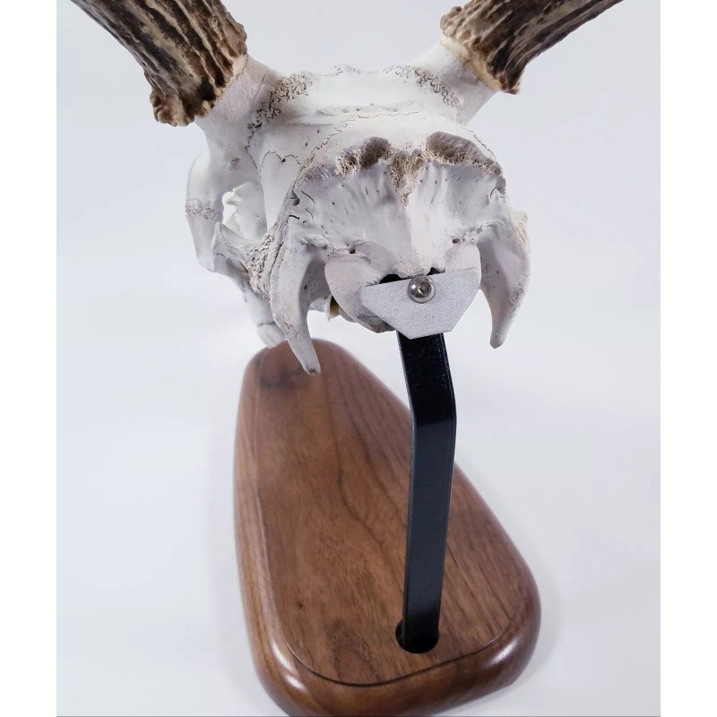 Thuli Products European Skull Mount Table Top Display Walnut