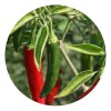 Semillas de Chile Serrano El Trébol para Huerto y Jardín
