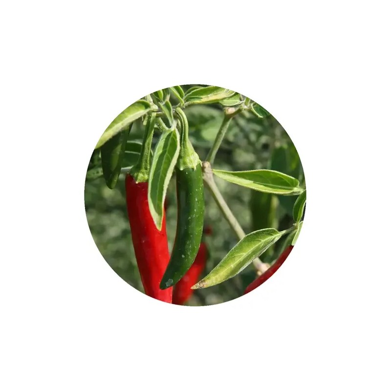 Semillas de Chile Serrano El Trébol para Huerto y Jardín