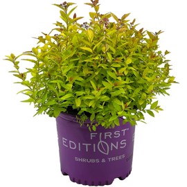 Little Spark Spirea - 3 gal - First Editions Plants - Pink Blooms - Compact Shrub - Zones 3-8 - Spiraea Japonica 'Minspil04' PP30819-3 Gallon Pot