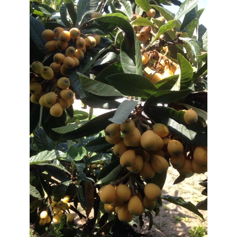 Tree Sweet Japanese Loquat Fruit Tree Tropical Live Plant 15”
