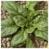 Everwilde Farms - 1 Oz Giant Noble Spinach Seeds -