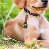 Zgwansui 2 Pack Small Cow Bell for Dog Collar with