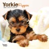 Yorkshire Terrier Puppies | 2023 7 x 14 Inch Monthly