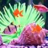 WsjiaboFux 10Pcs Orange Aquarium Fish Bowl Tank Artificial Floating Plastic