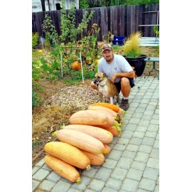 FRONTIER SEED CO USA FANTASTIC FLAVOR Pink Banana Winter Squash 20 Fresh Seeds GOURMET TYPE HEY CHEF!