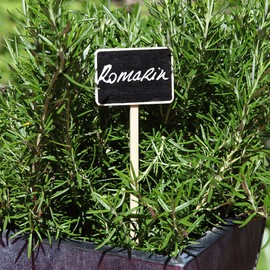 La Cordeline CJNBA2 Bag 5 plants Plaques 7 "x 5 x 27.5 cm