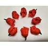 Dragons Breath Pepper Seeds