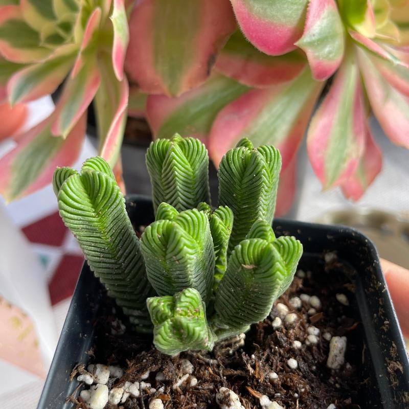 Crassula Quadrangularis (2”-2.5”), Rare Succulent Plants, Crassula Exotic, Cluster