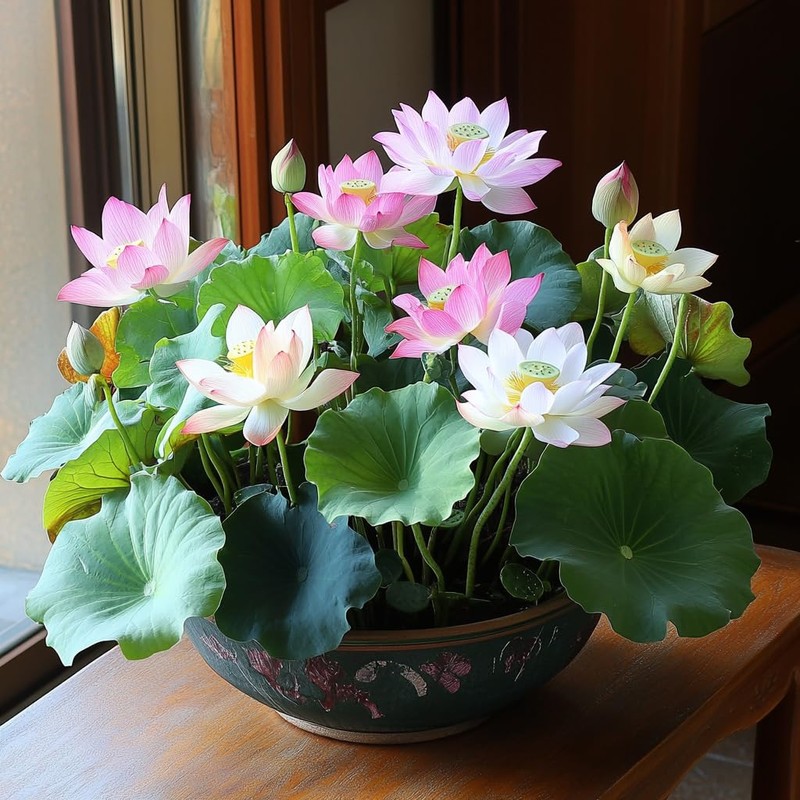 25 Lotus Seeds for Planting in Water Bowl, Non-GMO Mixed