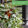 American Plant Exchange English Ivy Variegated – 4-Inch Pot –