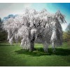 Tree 2 Weeping Cherry Trees - 6-12" Tall Seedlings -