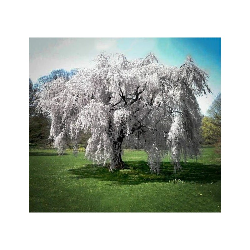 Tree 2 Weeping Cherry Trees - 6-12" Tall Seedlings -