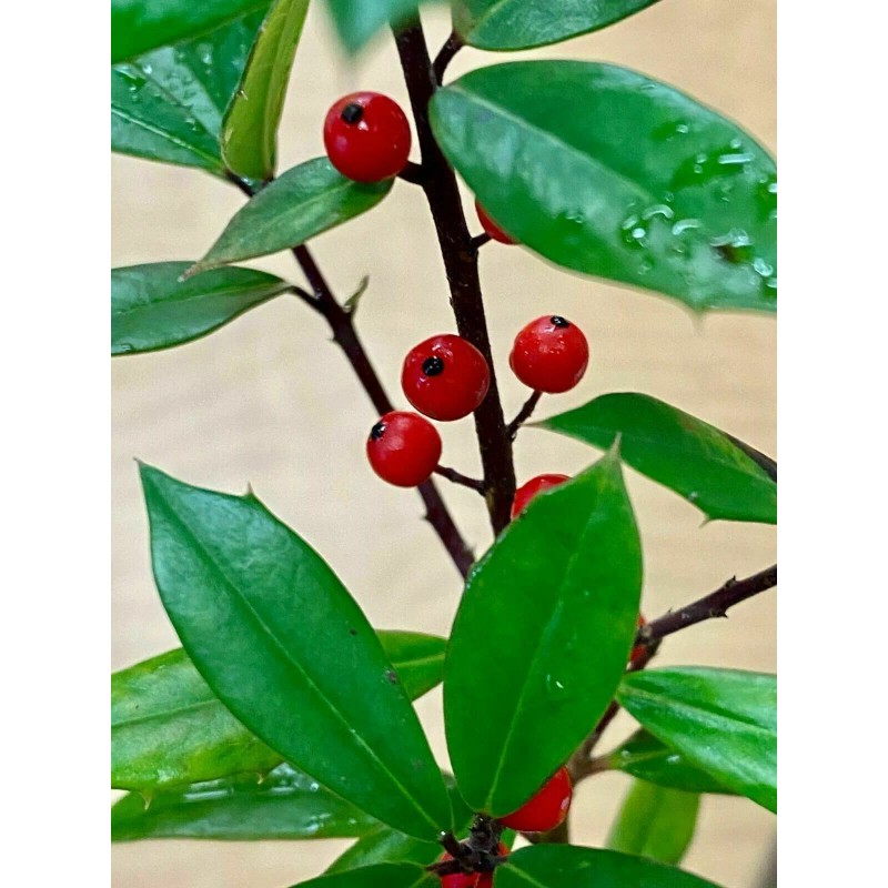 Tree 2 Foster Holly Trees/Shrubs - Live Plants - 6-12"
