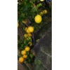 Sarahida 10 Seeds Gigant Lemons Organic Citrus Tree From Florida