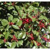 Ilex opaca (American Holly) Tree Seed, Spiny, Dull Green Leaves,
