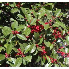 Ilex opaca (American Holly) Tree Seed, Spiny, Dull Green Leaves, Small, Dull Green-White, Solitary Flowers, Orange-red Fruits, You Choose The Quantity (1 Pack)