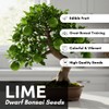 Dwarf Lime Tree Seeds – 20+ Healthy Seeds for Planting